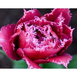 Tulip maskot - Tulip Maskot - 5 lampu - Tulipa Mascotte