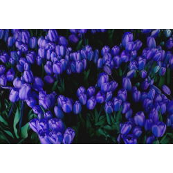 Tulipa Blue - paquete de 5 piezas