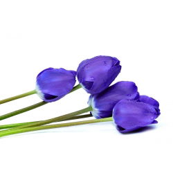 Tulipa Blue - paquete de 5 piezas