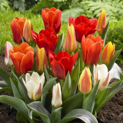 Tulipa botanik karışımı - Tulip botanik karışımı - 5 ampul - Tulipa botanical 