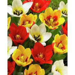 Tulipa botanik karışımı - Tulip botanik karışımı - 5 ampul - Tulipa botanical 