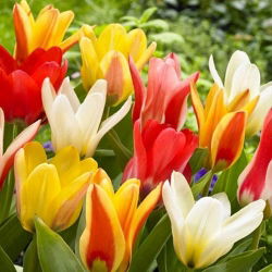 Tulipa botanik karışımı - Tulip botanik karışımı - 5 ampul - Tulipa botanical 