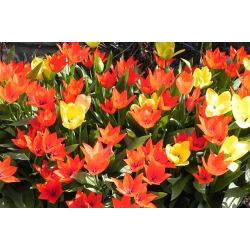 Tulipa botanik karışımı - Tulip botanik karışımı - 5 ampul - Tulipa botanical 