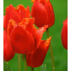 Tulipa Noranda - Tulip Noranda - 5 lampu