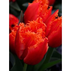 Tulipa Noranda - Tulip Noranda - 5 lampu