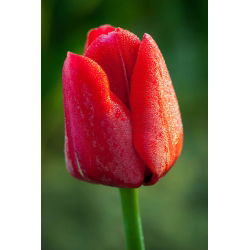 Tulipa Red - Tulipán Red - paquete de 5 piezas