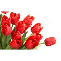 Tulipa Red - Tulipán Red - paquete de 5 piezas