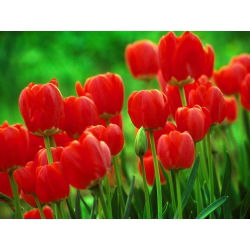 Tulipa Red - Tulipán Red - paquete de 5 piezas