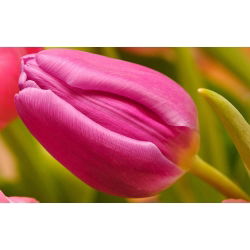 Tulipa Rose - Tulip Rose - 5 soğan