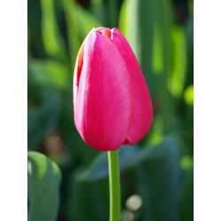 Tulipa Rose - Tulip Rose - 5 soğan