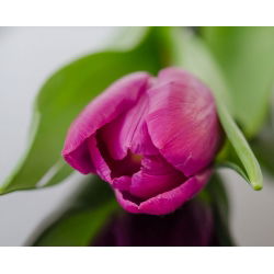 Tulipa Rose - Tulip Rose - 5 soğan