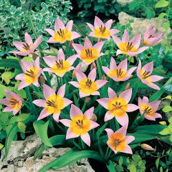 Tulipa Saxatilis - Tulip Saxatilis - 5 soğan