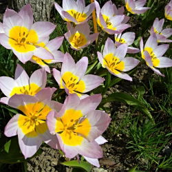 Tulipa Saxatilis - Tulip Saxatilis - 5 soğan