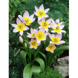 Tulipa Saxatilis - Tulip Saxatilis - 5 soğan