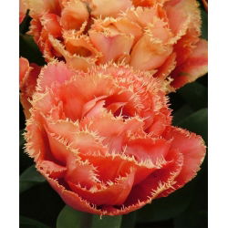 Sentuhan Sensual Tulipa - Sentuhan Sensual Tulip - 5 lampu - Tulipa Sensual Touch