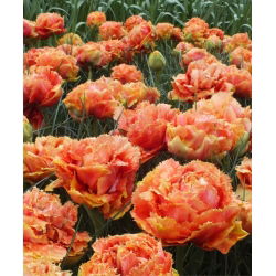 Sentuhan Sensual Tulipa - Sentuhan Sensual Tulip - 5 lampu - Tulipa Sensual Touch