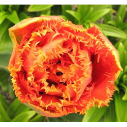 Sentuhan Sensual Tulipa - Sentuhan Sensual Tulip - 5 lampu - Tulipa Sensual Touch