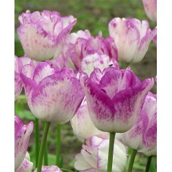 Tulipa Shirley - Tulip Shirley - 5 củ
