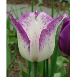 Tulipa Shirley - Tulip Shirley - 5 củ