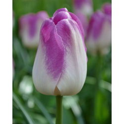 Tulipa Shirley - Tulip Shirley - 5 củ