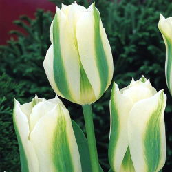 Tulipa verde verde - Tulip verde verde - 5 bulbi - Tulipa Spring Green