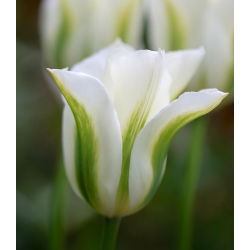 Tulipa verde verde - Tulip verde verde - 5 bulbi - Tulipa Spring Green