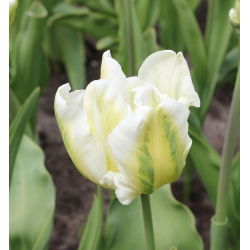 Tulipano Super Parrot - pacchetto di 5 pezzi - Tulipa Super Parrot