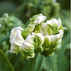 Tulipano Super Parrot - pacchetto di 5 pezzi - Tulipa Super Parrot