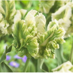 Tulipano Super Parrot - pacchetto di 5 pezzi - Tulipa Super Parrot