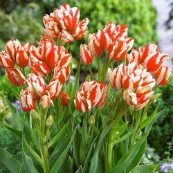 Tulpės Sylvia Warder - pakuotėje yra 5 vnt - Tulipa Sylvia Warder