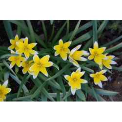 Lale Öğleden Sonra - Lale Öğleden Sonra - 5 Ampül - Tulipa Tarda
