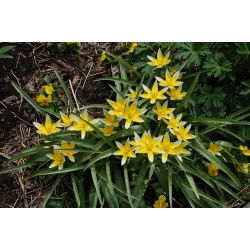 Set 6 - Tulip Tarda - tumbuh rendah, botani - 50 pcs - 
