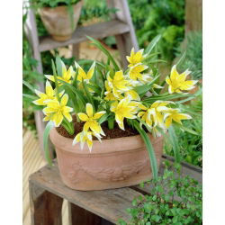 Set 6 - Tulip Tarda - tumbuh rendah, botani - 50 pcs - 
