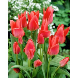 Tulpės Toronto - pakuotėje yra 5 vnt - Tulipa Toronto