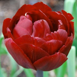Tulipa Amca Tom - Tulip Amca Tom - 5 ampul - Tulipa Uncle Tom