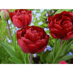 Tulipa Uncle Tom  - Tulip Uncle Tom  - 5 bulbs