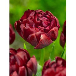 Tulipa Amca Tom - Tulip Amca Tom - 5 ampul - Tulipa Uncle Tom