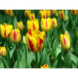 Tulipa Washington - paquete de 5 piezas