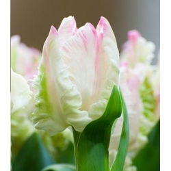 Tulipa Webers Parrot - توليب ويبرز باروت - 5 لمبات