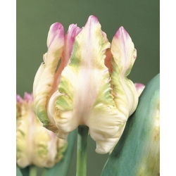 Tulipa Webers Parrot - توليب ويبرز باروت - 5 لمبات