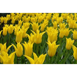 Tulipano West Point - pacchetto di 5 pezzi - Tulipa West Point