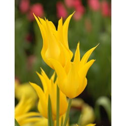 Tulipano West Point - pacchetto di 5 pezzi - Tulipa West Point