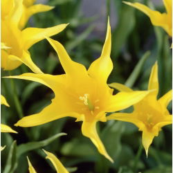 Tulipano West Point - pacchetto di 5 pezzi - Tulipa West Point