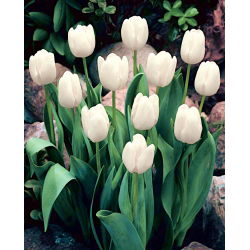 Tulipa White Dream - paquete de 5 piezas