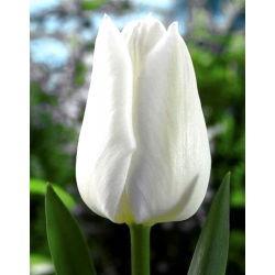 郁金香白色梦想 - 郁金香白色梦想 -  5个电洋葱 - Tulipa White Dream