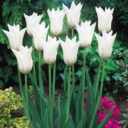 Tulp White Wings - pakket van 5 stuks - Tulipa White Wings