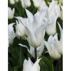 Tulp White Wings - pakket van 5 stuks - Tulipa White Wings