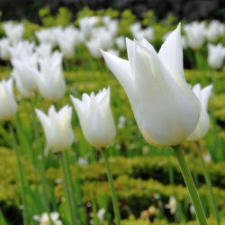 Tulp White Wings - pakket van 5 stuks - Tulipa White Wings