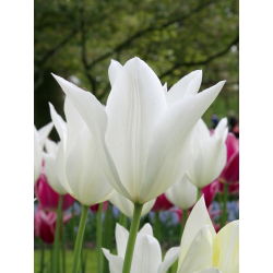 Tulp White Wings - pakket van 5 stuks - Tulipa White Wings