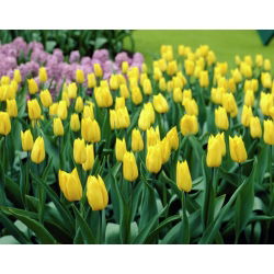 Hoa tulip - Hoa tulip - 5 củ - Tulipa Yokohama